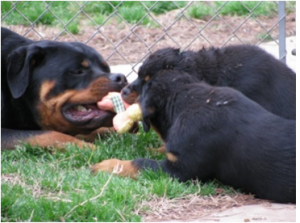 Rottweillers playing