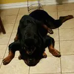 Rotweiller Mother and Puppy