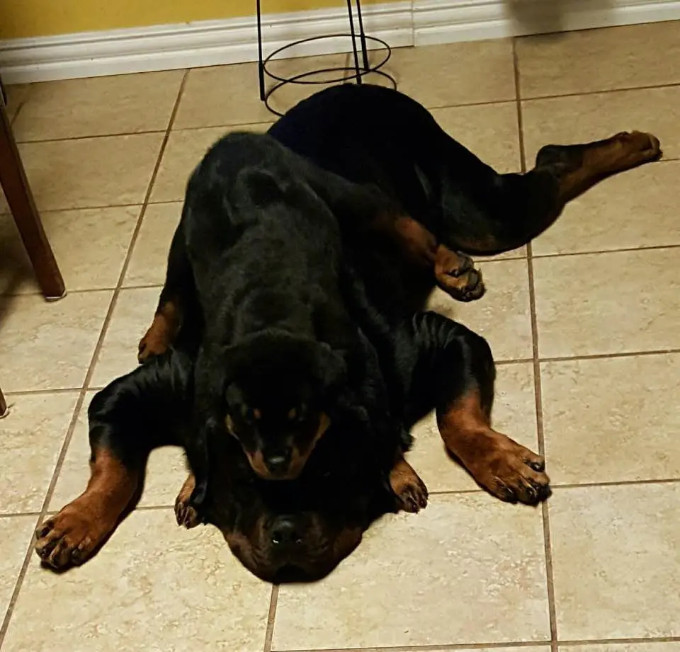 Rotweiller Mother and Puppy