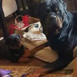 How to Keep your Senior Dog Healthy!