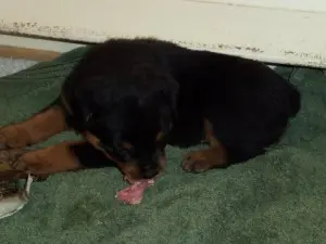 Keeping Your Senior Dog Healthy and Happy