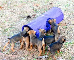 Supplement Suggestions and Diets for Seizures