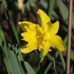 air of spring flower