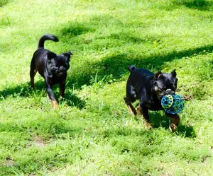 two-griffens-playing