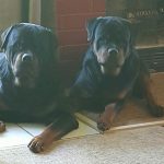 Two Rottweilers Lying Down
