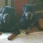 Two Rottweilers Lying Down