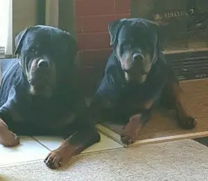 Two Rottweilers Lying Down
