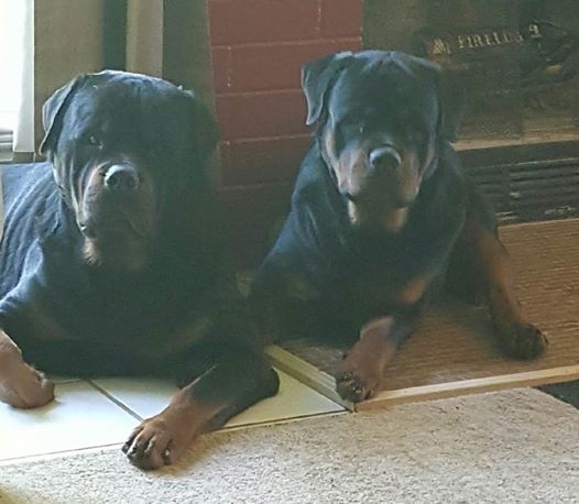 Two Rottweilers Lying Down