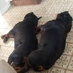 Rotties sleeping