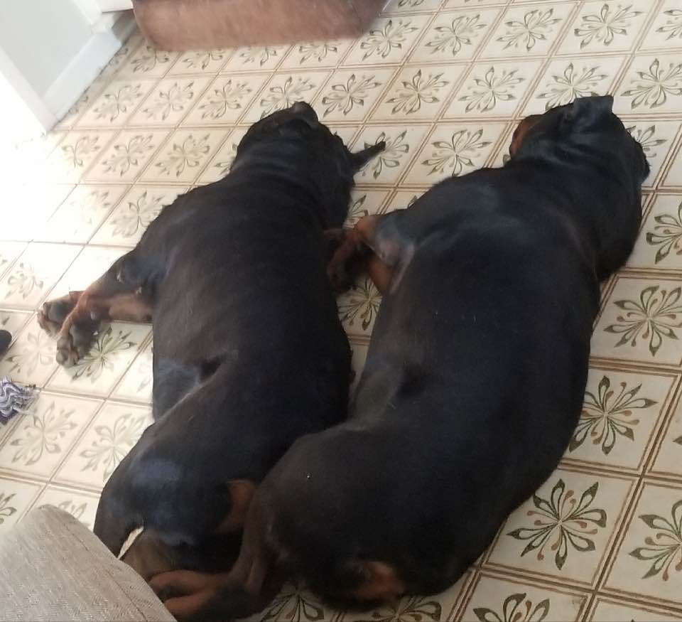 Rotties sleeping